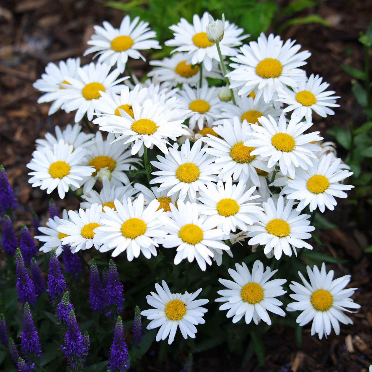 Shasta Daisy Seeds Leucanthemum × superbum | Hardy Perennial with White Blooms