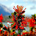 Chilean Firebush Tree Seeds (Embothrium coccineum) – 10 Seeds, Hummingbird Magnet, Ornamental