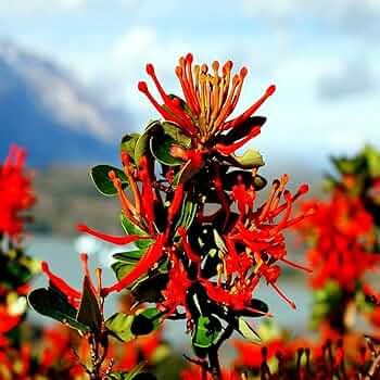 Chilean Firebush Tree Seeds (Embothrium coccineum) – 10 Seeds, Hummingbird Magnet, Ornamental