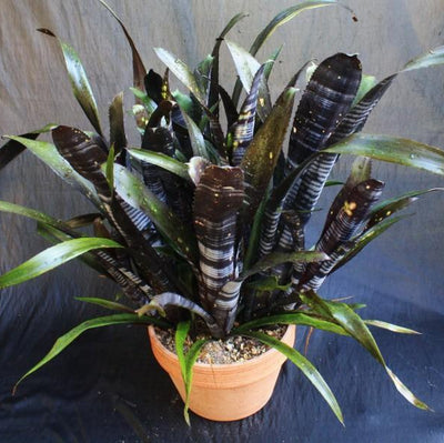 Bromeliad Darth Vader Billbergia | 12" Live Cutting Starter Plant