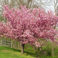 Kwanzan Cherry Blossom Starter Plant - 8-10” Prunus serrulata | Japanese ornamental tree