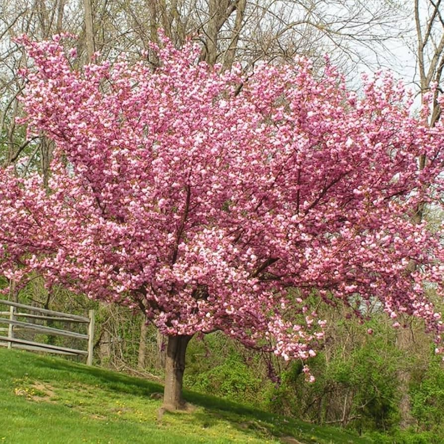 Kwanzan Cherry Blossom Starter Plant - 8-10” Prunus serrulata | Japanese ornamental tree