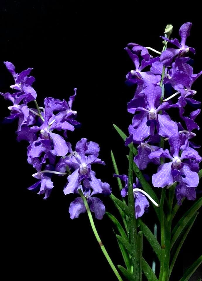 Papilionanda Ernest Chew Cerulean Treasure Orchid — Flowering Size, Light Blue Blooms