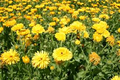 Calendula Pacific Beauty Yellow Dark Seeds (Calendula officinalis) - 300mg, Edible Golden Blooms