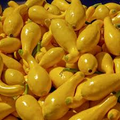 Early Summer Crookneck Squash Seeds (10) - Heirloom Cucurbita pepo