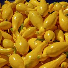 Early Summer Crookneck Squash Seeds (10) - Heirloom Cucurbita pepo