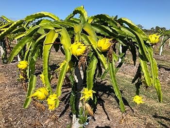 Yellow Golden Dragon Fruit Seedling - 3-5" Live Plant with Pot (Selenicereus megalanthus)