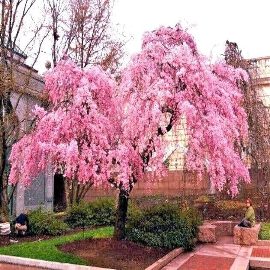 5 Seeds Japanese Weeping Sakura Cherry Tree (Prunus pendula) – Spring Blooms, Cold Hardy