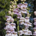 Penstemon Palmer's Seeds - 500 Non-GMO Penstemon palmeri, Hummingbird & Bee Attracting Perennial