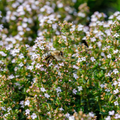 Thyme (Thymus vulgaris) Seeds - 2200 Seeds for Culinary Use, Pollinator Garden