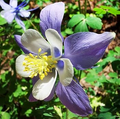 Columbine Purple Haze Mix (Aquilegia vulgaris) - 200 Non-GMO Seeds, Perennial Flowers