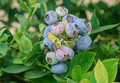 TifBlue Blueberry 7 Live Cutting Grow Kit | Vaccinium ashei (Rabbit-Eye) Starter Plant
