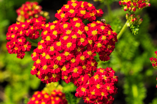 Red Yarrow Seeds - Non-GMO, Ruby-Red Flowers, Pollinator Attractant, Drought-Tolerant, Zones 3-9