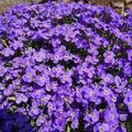 Aubrieta Whitewell Gem Purple Rock Cress Seeds - 500 Non-GMO Groundcover Perennial