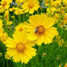 Lance Leaf Coreopsis Seeds (Coreopsis lanceolata) - 25 Seeds | Bright Yellow Perennial Wildflower