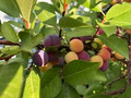 Beach Plum Prunus maritima Bare Root Plant 12-18" | Zones 3-9