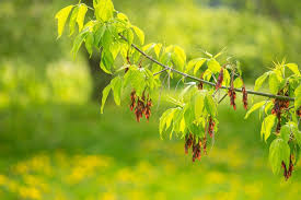 Acer negundo Boxelder Maple Seeds - Fast-Growing Shade Tree (10 Seeds)