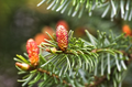 Norway Spruce Tree (Picea abies) - Bare Root Starter 12-18" | Cold-Hardy Evergreen for Landscaping & Windbreaks