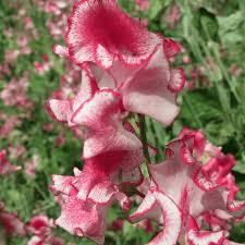 Phoebe Sweet Pea Seeds – 50+ Seeds, Deep Rose, Climbing Annual Lathyrus odoratus