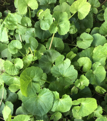 Pennywort Gotu Kola Bare Root Live Plants - 15 pcs Ground Cover Starter Plants