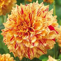 Dahlia Gloriosa - 1 Live Bulb/Tuber with 6.5" Yellow-Red Variegated Blooms