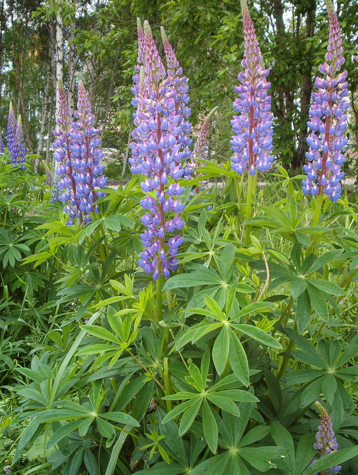20 Seeds Lupine Large Leaf (Lupinus polyphyllus) – Perennial Flower, Blue & Purple Blooms, Easy to Grow