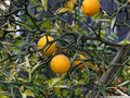 Hardy Orange Tree (Poncirus trifoliata) - 8" Fully Rooted Starter Plant