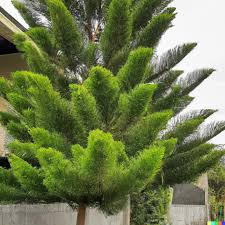 50 Tropical Oak Seeds (Casuarina cunninghamiana) She-Oak | Bonsai & Landscaping
