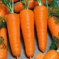 Chantenay Red Cored Carrot Seeds - 800 Seed Pack, Heirloom Daucus carota