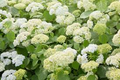 Annabelle Smooth Hydrangea Starter Plant | White Hydrangea Hydrangea arborescens 'Annabelle' (Starter Plant, 4-6 in)