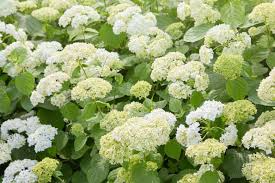 Annabelle Smooth Hydrangea Starter Plant | White Hydrangea Hydrangea arborescens 'Annabelle' (Starter Plant, 4-6 in)