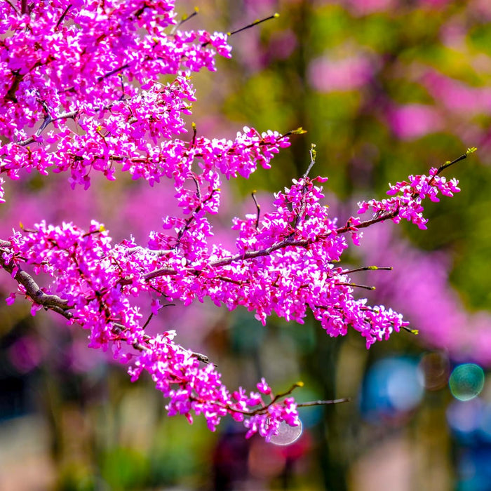 Eastern Redbud Tree (Cercis canadensis) – Live Bare Root Starter Plant, 1-2 ft Tall, Rosy Pink Spring Blooms, Zones 4-9
