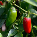 Jalapeño M Pepper Seeds - Heirloom Capsicum annuum, Medium Heat, High Yield