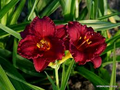 Cranberry Baby Daylily - Dwarf, Re-Blooming Starter Plant (Hemerocallis)