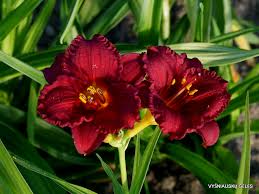 Cranberry Baby Daylily - Dwarf, Re-Blooming Starter Plant (Hemerocallis)