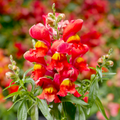 Antirrhinum majus La Bella Red Snapdragon Seeds - 1000+ Seeds for Bold Red Blooms