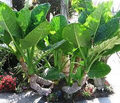 Borneo Giant Elephant Ear Seedlings (Alocasia macrorrhiza) - 3-6" Tall, Starter Plant, 3 Pack
