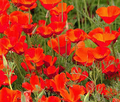 California Poppy Seeds Red Chief (Eschscholzia californica) - 1000 Seeds, Non-GMO, Pollinator Friendly