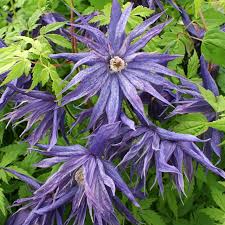 Blue Downy Clematis Seeds (Clematis macropetala) – Hardy Climbing Vine, Large Lavender-Blue Flowers