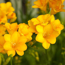 Single Yellow Freesia Bulbs - Fragrant, Deer Resistant, 12-16" Tall, USDA Zones 9-10