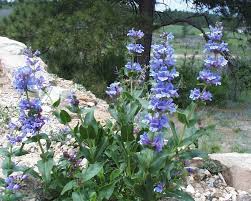 Penstemon Payettensis Seeds | Payette Penstemon - Rare Native Wildflower (100 mg)