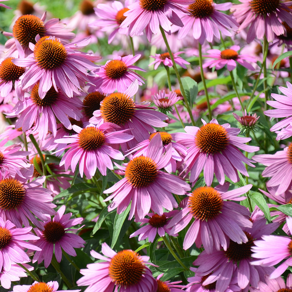 Purple Coneflower Echinacea Purpurea Seeds - 4000 Seeds, Perennial Pollinator Flower