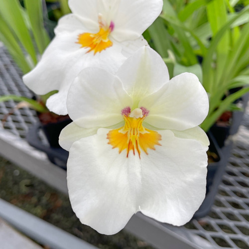 Milt Golden Snow 'White Light' Orchid Seedling in 3" Pot | Sub-Tropical, Indoor/Outdoor