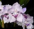 Acacallis Cyanea Orchid Seedling in Pot | Fragrant Lavender Flowers | Rare Starter Plant