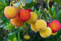 10 Strawberry Tree Seeds (Arbutus unedo) - Edible Red Berries, Four-Season Evergreen, Zones 8-11