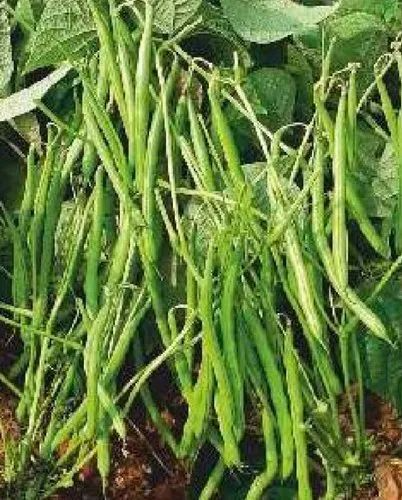 Petite Filet French Bean Seeds (5 g) – Heirloom Phaseolus vulgaris, Tender & Crisp