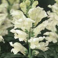 Antirrhinum majus Liberty White Snapdragon Seeds – 1000+ Pure White for Garden & Cut Flowers