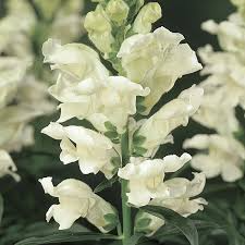 Antirrhinum majus Liberty White Snapdragon Seeds – 1000+ Pure White for Garden & Cut Flowers