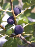 Texas Blue Giant Fig Seeds - 100+ Seed Pack | Ficus carica - Heat-Tolerant, Self-Fertile