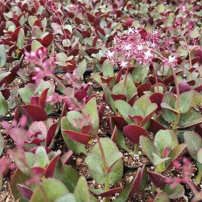 Crassula streyi 'Pondo Cliff' Cutting in 4" Pot – Burgundy-Backed Foliage, Easy Care Succulent